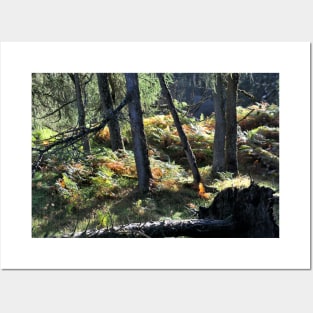 Sunlit highland wood near Loch Eck, Scotland Posters and Art